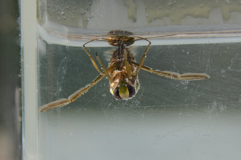 Notonectidae: Notonecta glauca?  No, Notonecta obliqua